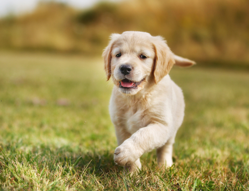 Where’s My Restroom: Training the Human