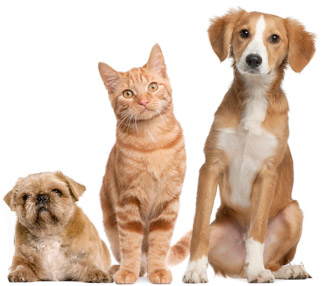 Veterinarian Links Gambrils, Crofton, Ft. Meade, Odenton, Bowie | Prime Care Animal Hospital