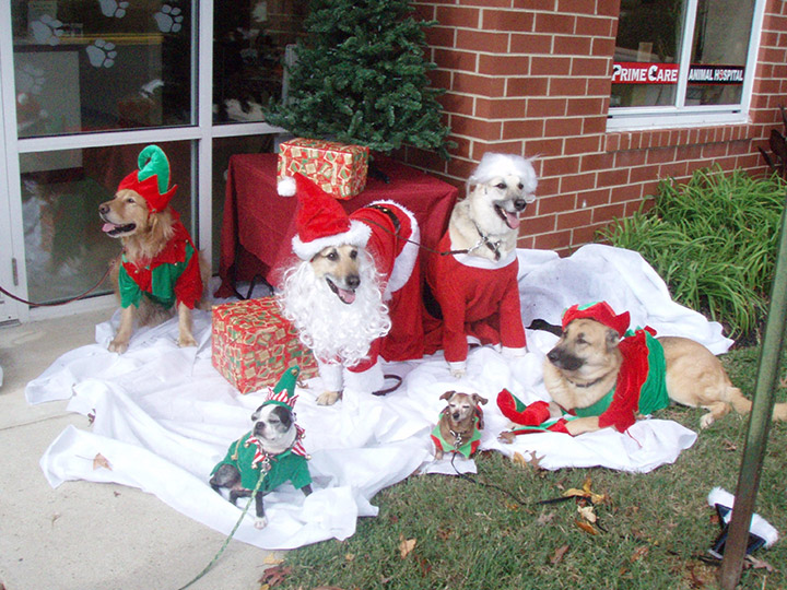 Veterinary Christmas Pet Photos
