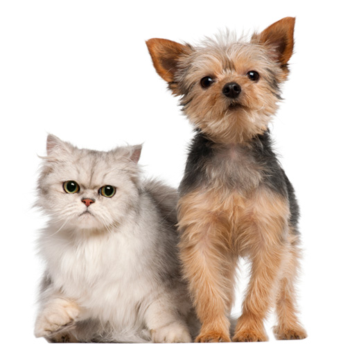 Veterinarian Specials Gambrils, Crofton, Ft. Meade, Odenton, Bowie | Prime Care Animal Hospital